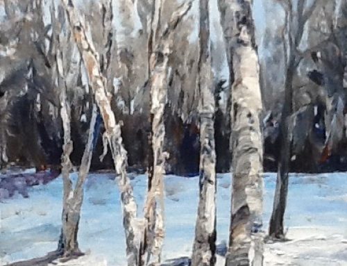 magnificent birch trees