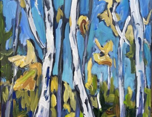 birch trees 1